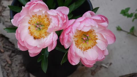 FULL PEONY TOUR: Peony Garden Tour