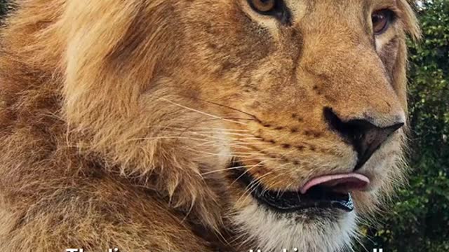 An Australian zoo went into emergency lockdown after lions