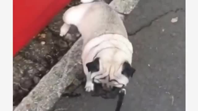 🤣Funny Dog Videos 2020🤣 🐶 It's time to LAUGH with Dog's life