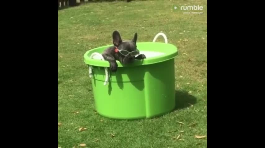 Coolest dog ever chills out in his personal puppy pool