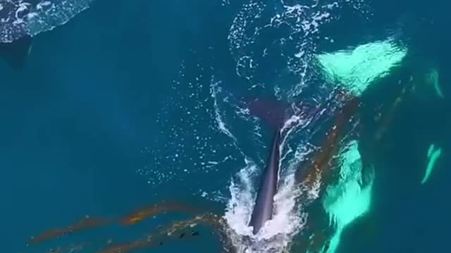 Listen to these dangerous dolphins