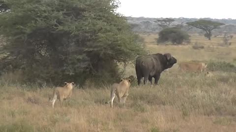 The Great Fighting "Lion vs Buffalo"