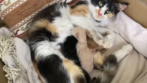 how mother cat bitten her kitten