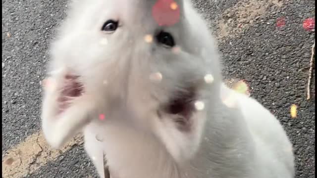 Samoyed is super cute