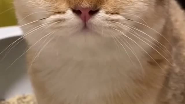 Are you like this when you’re constipated😹😹😹#catsoftiktok #funnyvideo #funnysound #fypシ