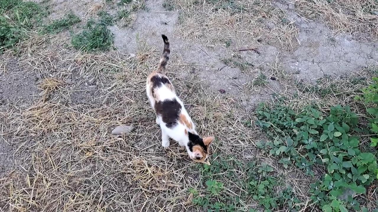 Cute little kittens are eating. These kittens are so cute.