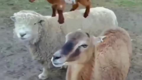 funny goat baby