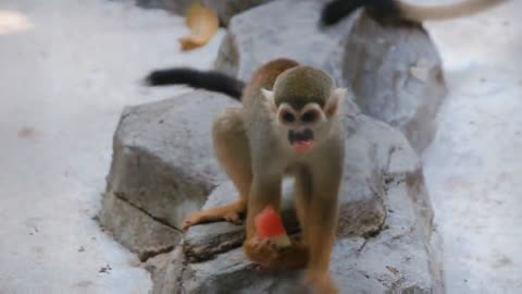 Squirrel monkey