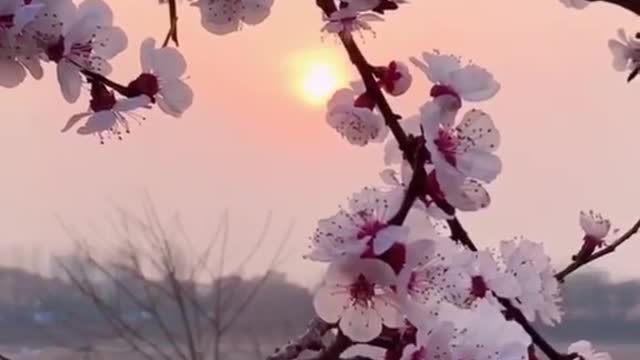 Be like a plum blossom; the colder it is; the more beautiful it blooms