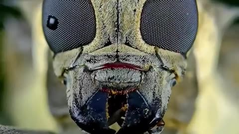 Smartphone macro Photography