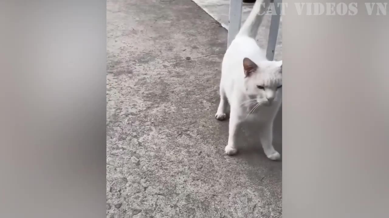 Funniest Animals Video 2023