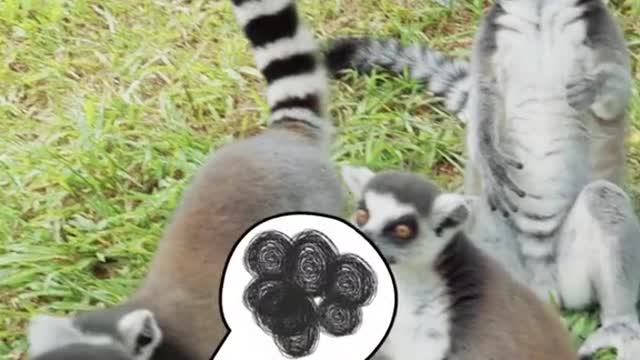 I've never seen such an arrogant monkey in my life.