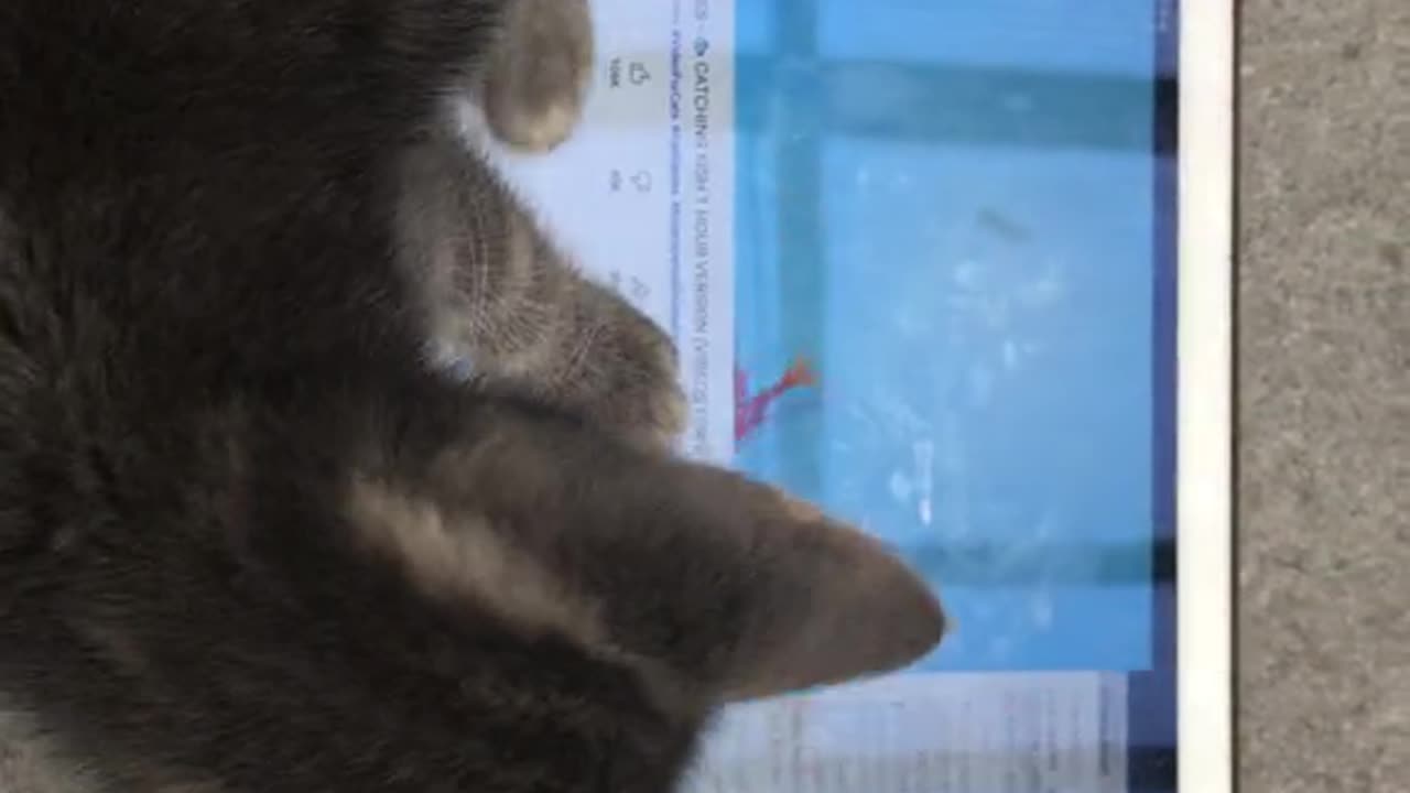 Funny Kitten Playing Game