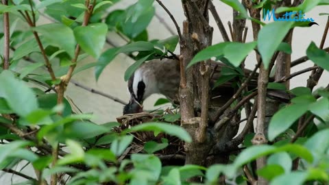 Birds Color : The Singer of Nature Full HD | Wildlife Film With Calming Music