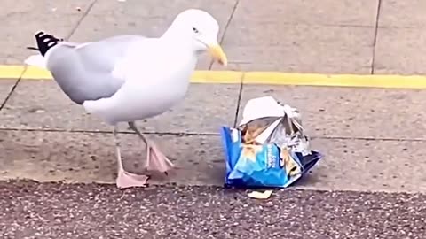 Smart seagull spotted stealing food from supermarket