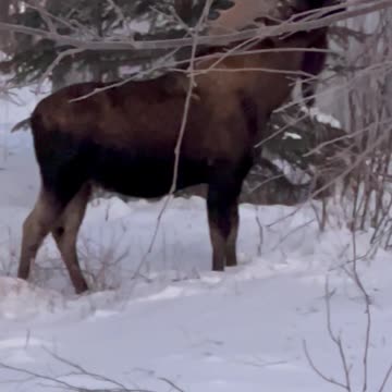 Bull moose in Houston, Alaska!