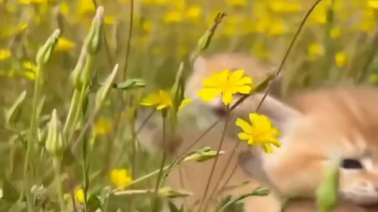 hahaha cats
