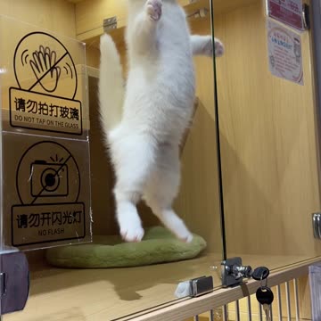 Cat dance videos