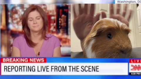 My guinea pig got on CNN!