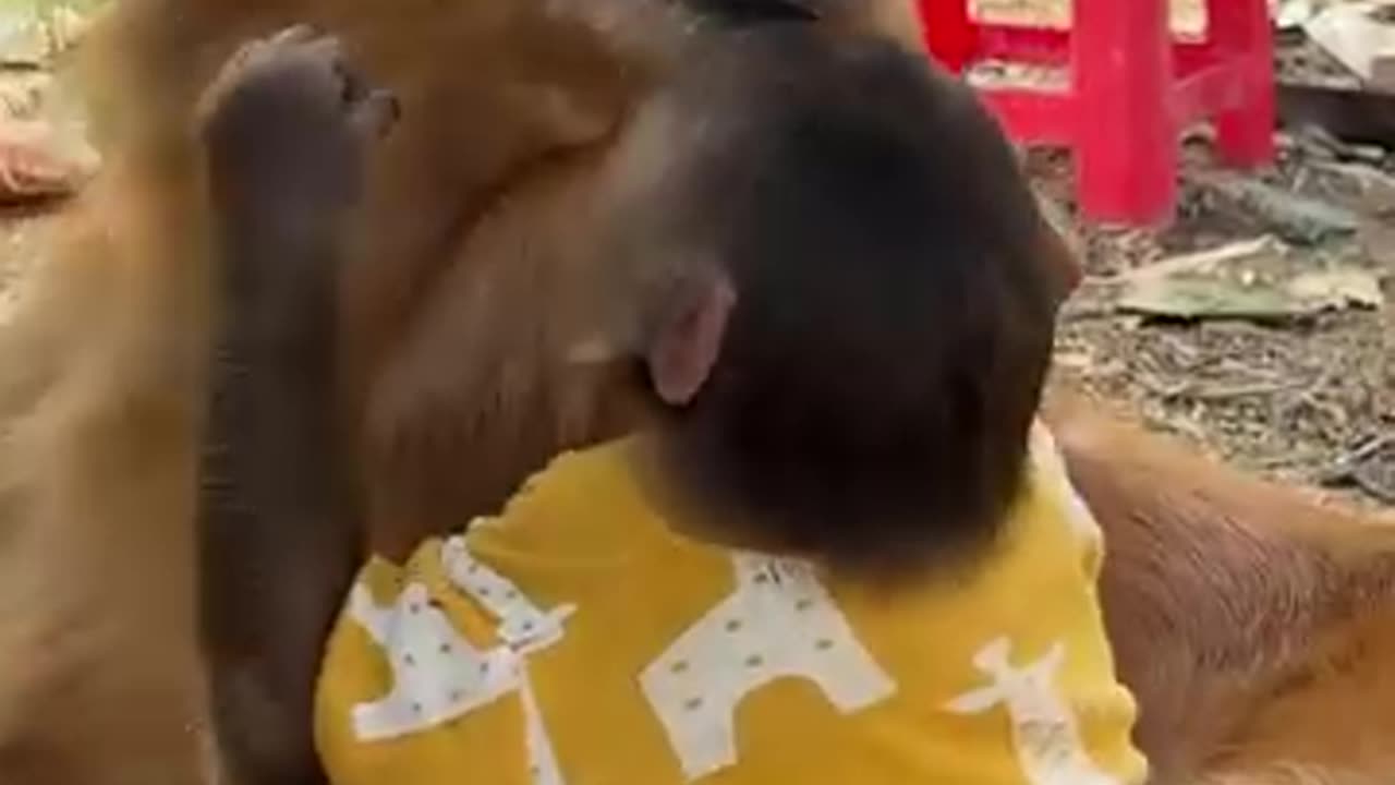 Dog and Monkey care for one another