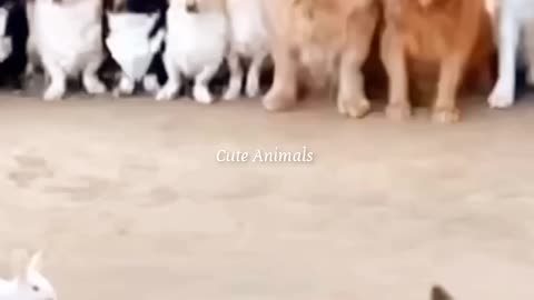 Animal funny video