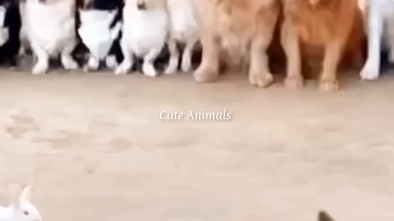 Animal funny video