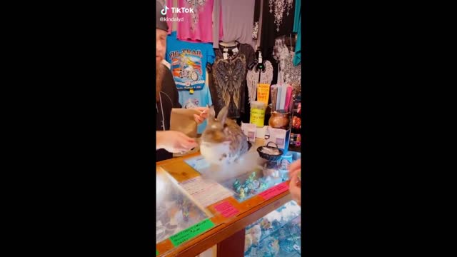 Funnies Dog of The Day Goes Too... | Funny Dog Compilation