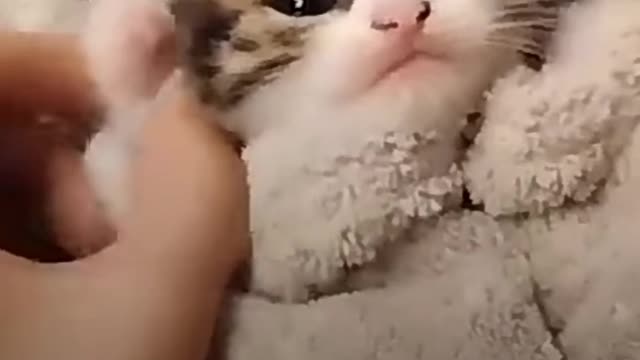 Funny cat video