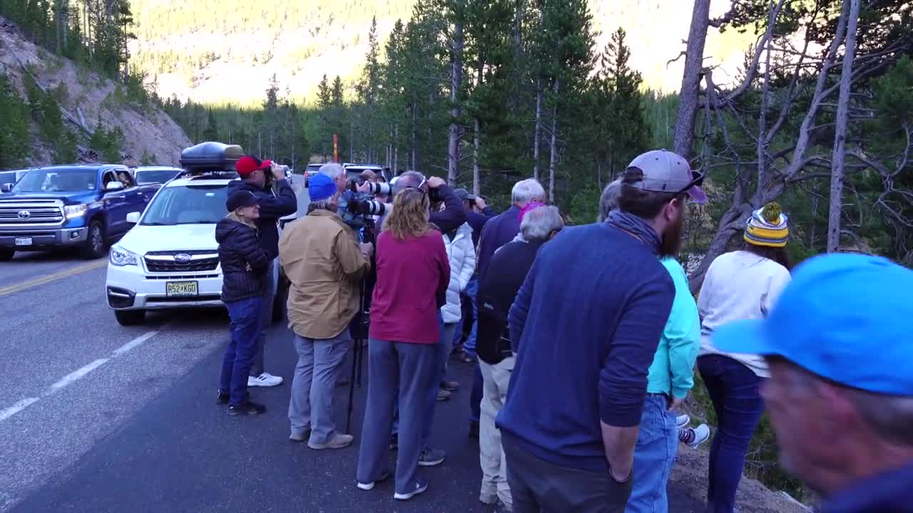 Grizzly Bear Encounter Yellowstone National Park Highlight