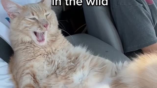 Reasons why Koda would NOT survive in the wild