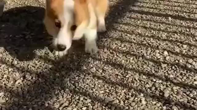 🤣 Funniest 🐶 Dogs and 😻 Cats - Awesome Funny Animals Videos 😇