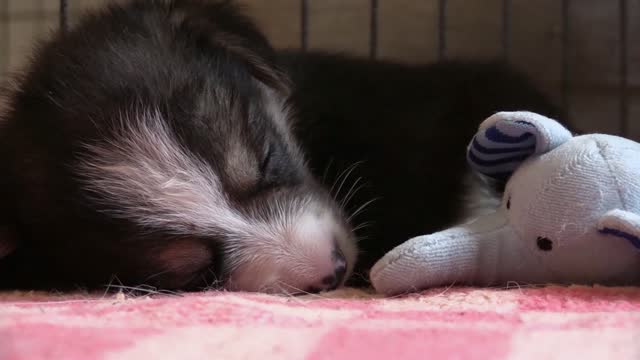 Puppy corgi sleeping cute