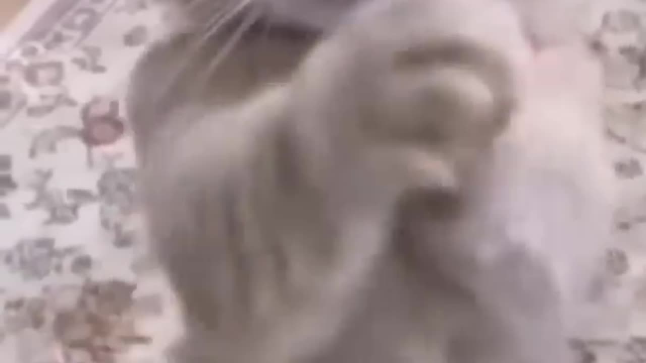 Funny cat video