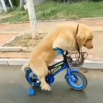 The Funny dog rides a bicycle |Funny animal videos| try not to laugh