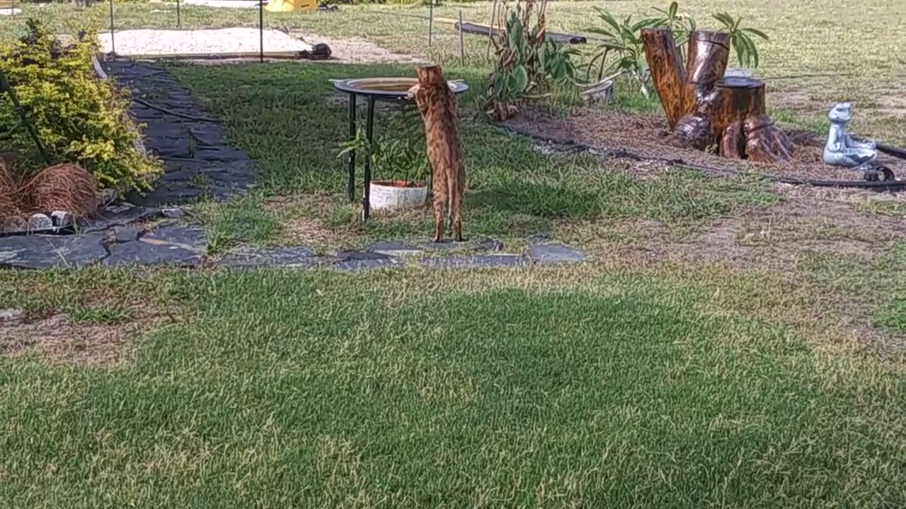 Chester 6-4-2023 birdbath drinking