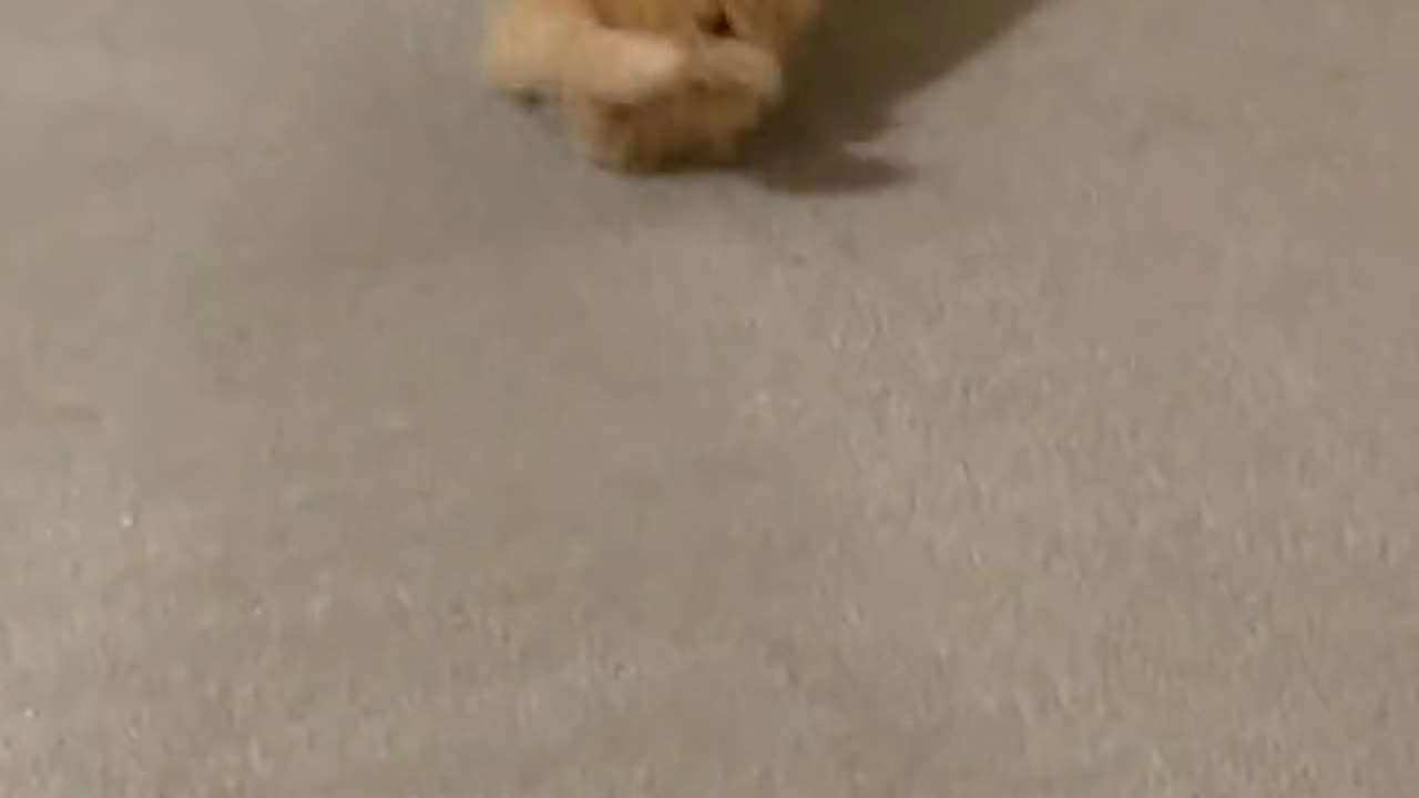 Cute and funny cat video.