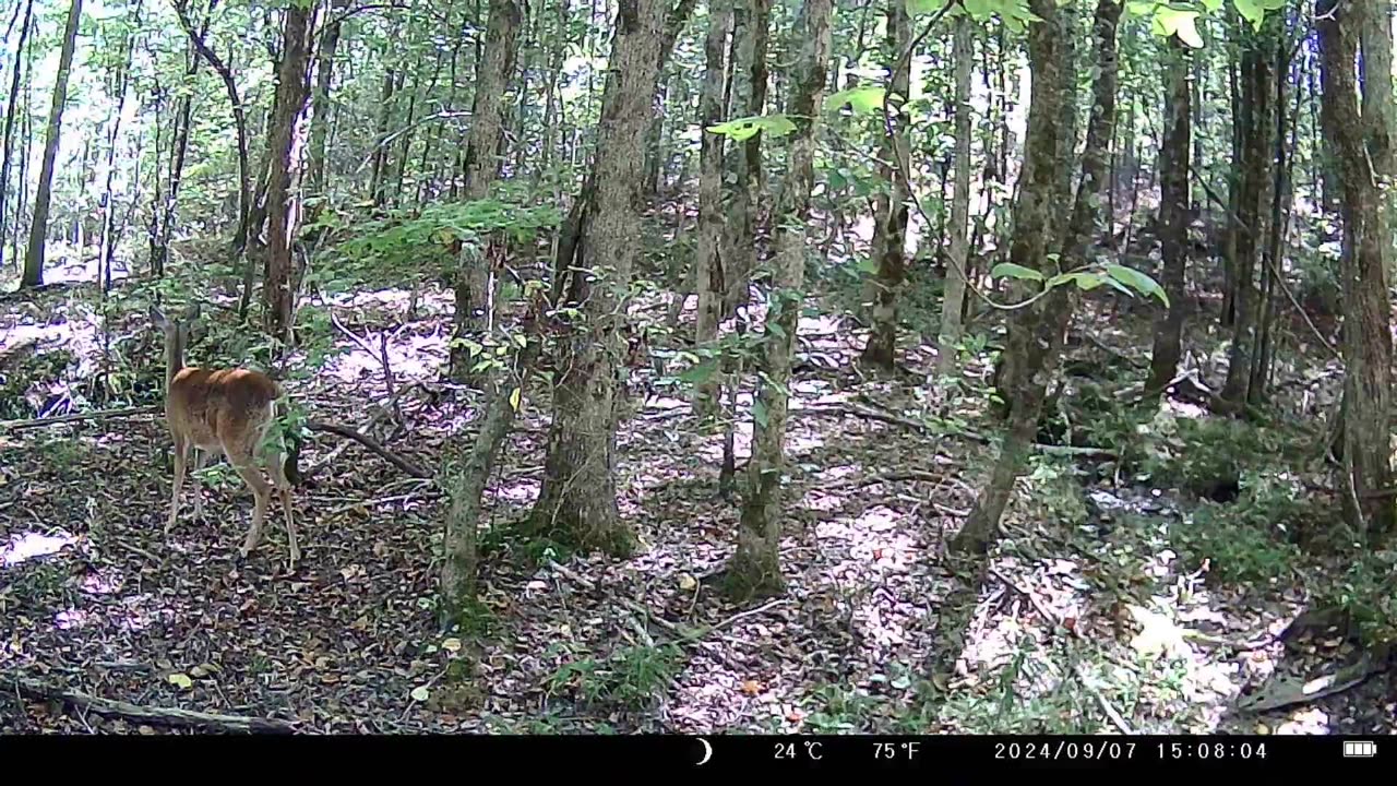 Faun With Zoomies (Trail Cam Footage)