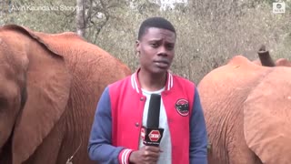 Baby elephant interrupts reporter's piece to camera