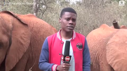 Baby elephant interrupts reporter's piece to camera