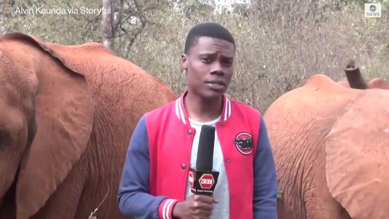 Baby elephant interrupts reporter's piece to camera