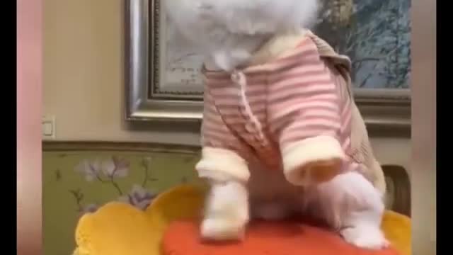 funny cat video new 2022