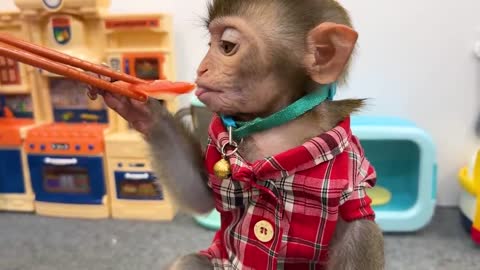 Smart Bim Bim harvests eggs to make boiled eggs for baby monkey Obi