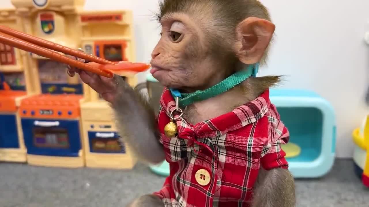 Smart Bim Bim harvests eggs to make boiled eggs for baby monkey Obi