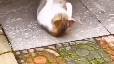 Cat funny movement 🤣🤣