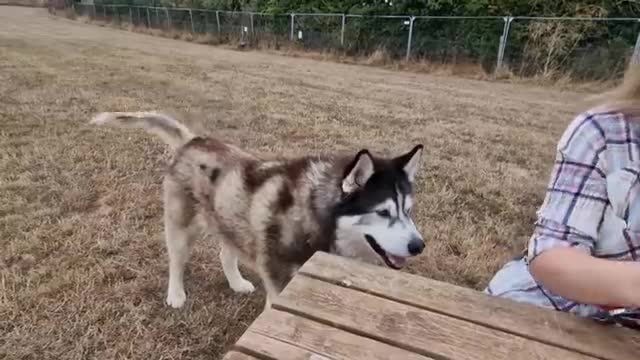 Husky Trys to Start His Own Motorcycle!