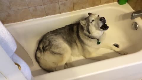 Siberian Husky temper tantrum