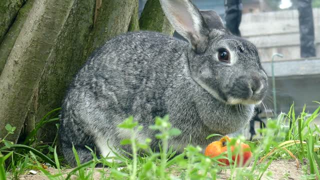 Black rabbit eating an apple