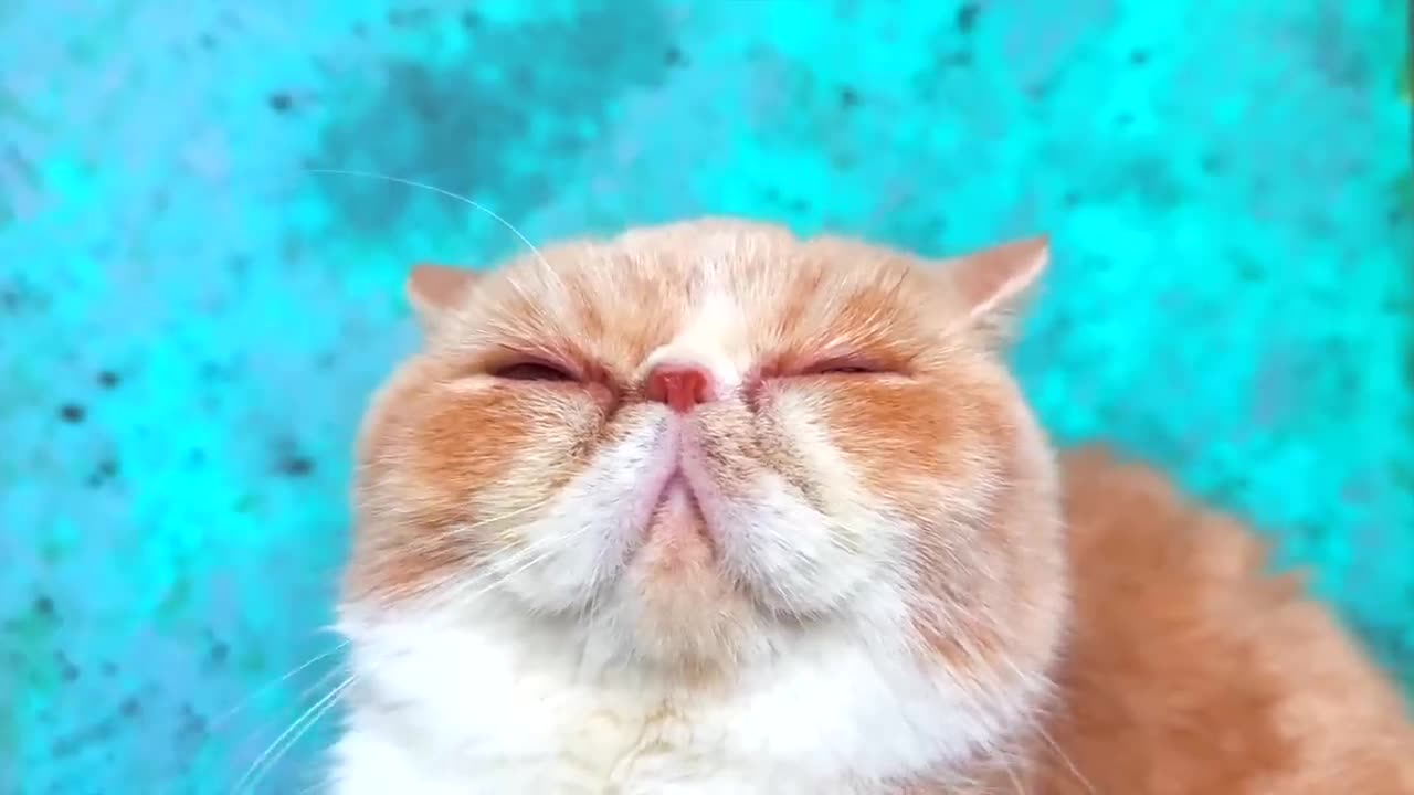 The Smallest Kittens Found a New Home ! Building a house for cats