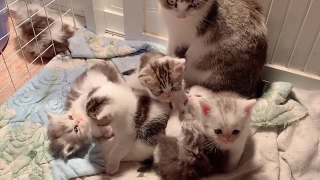 I look after you cat