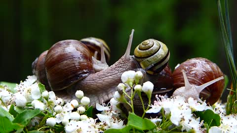 Winniczki Wstężyki Gajowe Molluscs Snails Flowers